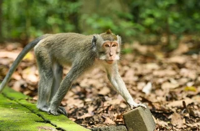 Indonesia Traps Monkey After It Attacks 18 People