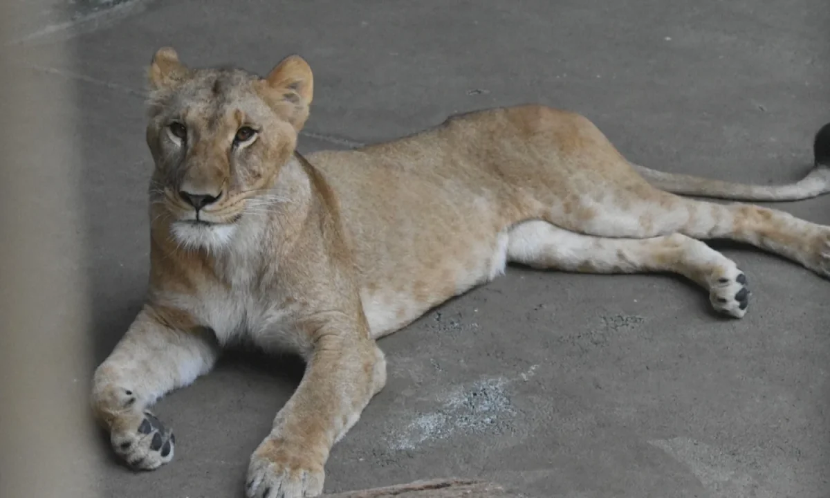 Three lions die at Japanese zoo amid extreme heat