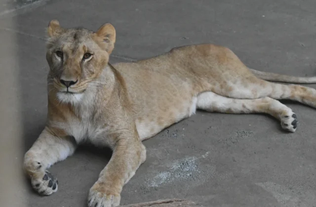 Three lions die at Japanese zoo amid extreme heat