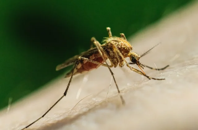 West Nile virus cases reported across 12 European countries