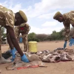 Authorities seize 27 dik-dik carcasses linked to bushmeat trade in Garissa