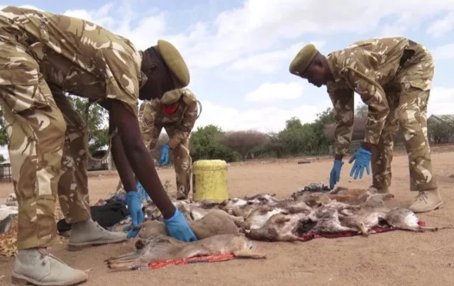 Authorities seize 27 dik-dik carcasses linked to bushmeat trade in Garissa