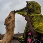 Camel: A Four-Legged Miracle and Nature’s Gift to Humanity