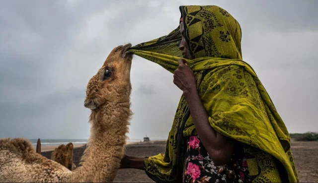 Camel: A Four-Legged Miracle and Nature’s Gift to Humanity