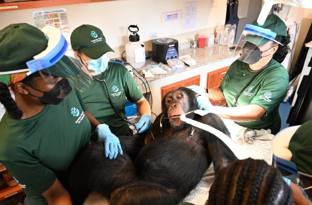 Chimpanzees Once Used in Hepatitis B Experiments Receive Lifelong Sanctuary Care