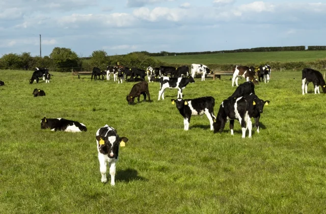 Dutch Authorities to Fine Irish Carriers Transporting Unweaned Calves