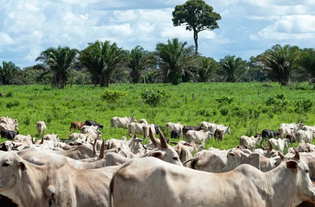 EU Suspends Brazilian Meat Imports Over Food Safety Concerns