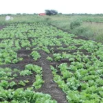 Solar irrigation doubles production, cuts costs for farmers in Afgoye
