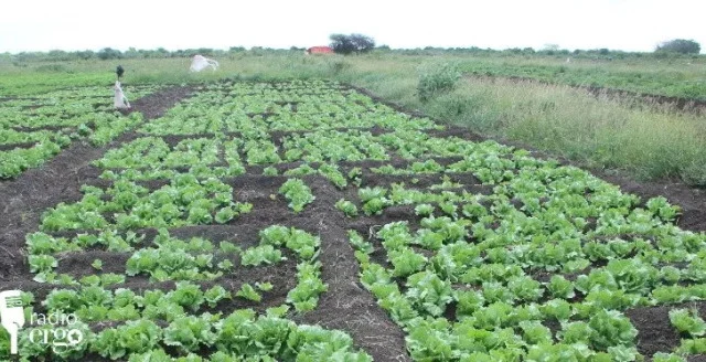Solar irrigation doubles production, cuts costs for farmers in Afgoye
