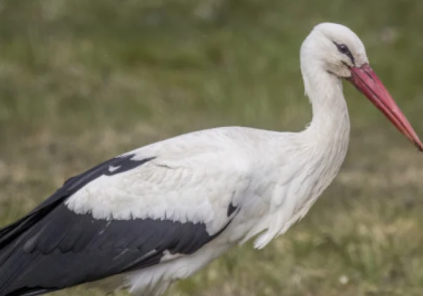 White Stork Travels 5,180 Kilometres From Hungary Before Dying in Somalia