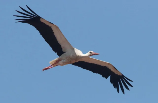 White stork dies in Somalia after migrating 5,000 kilometers from Europe