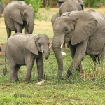 Botswana Draws Criticism Over Elephant Killings for Independence Celebrations