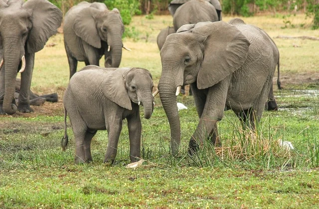 Botswana Draws Criticism Over Elephant Killings for Independence Celebrations