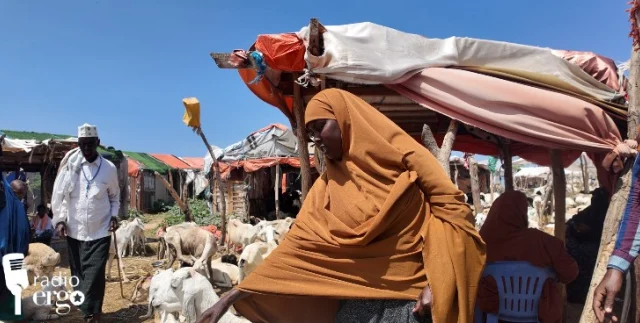 Brisk livestock sales help Middle Shabelle pastoralists repay drought-related debts