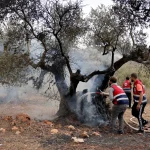 Israeli Settlers Burn Olive Trees, Injure Journalist in West Bank Attack