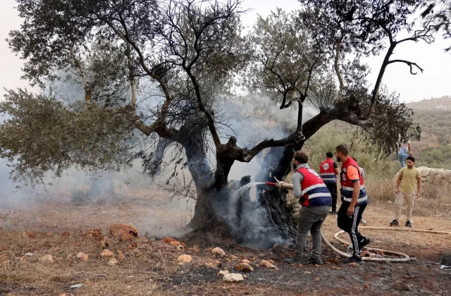 Israeli Settlers Burn Olive Trees, Injure Journalist in West Bank Attack