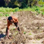 Lower Shabelle Farmers Flee Airstrikes and Ground Fighting as Harvests Rot in Fields