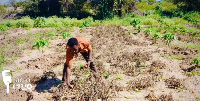 Lower Shabelle Farmers Flee Airstrikes and Ground Fighting as Harvests Rot in Fields