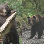 Two brown bears rescued amid war, from Dagestan to Donegal