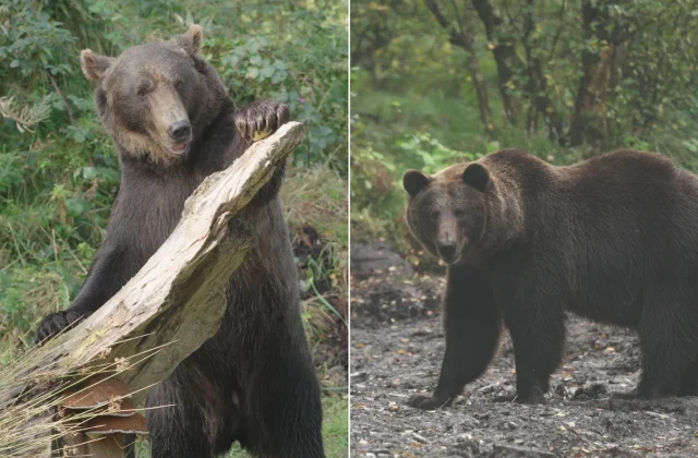 Two brown bears rescued amid war, from Dagestan to Donegal